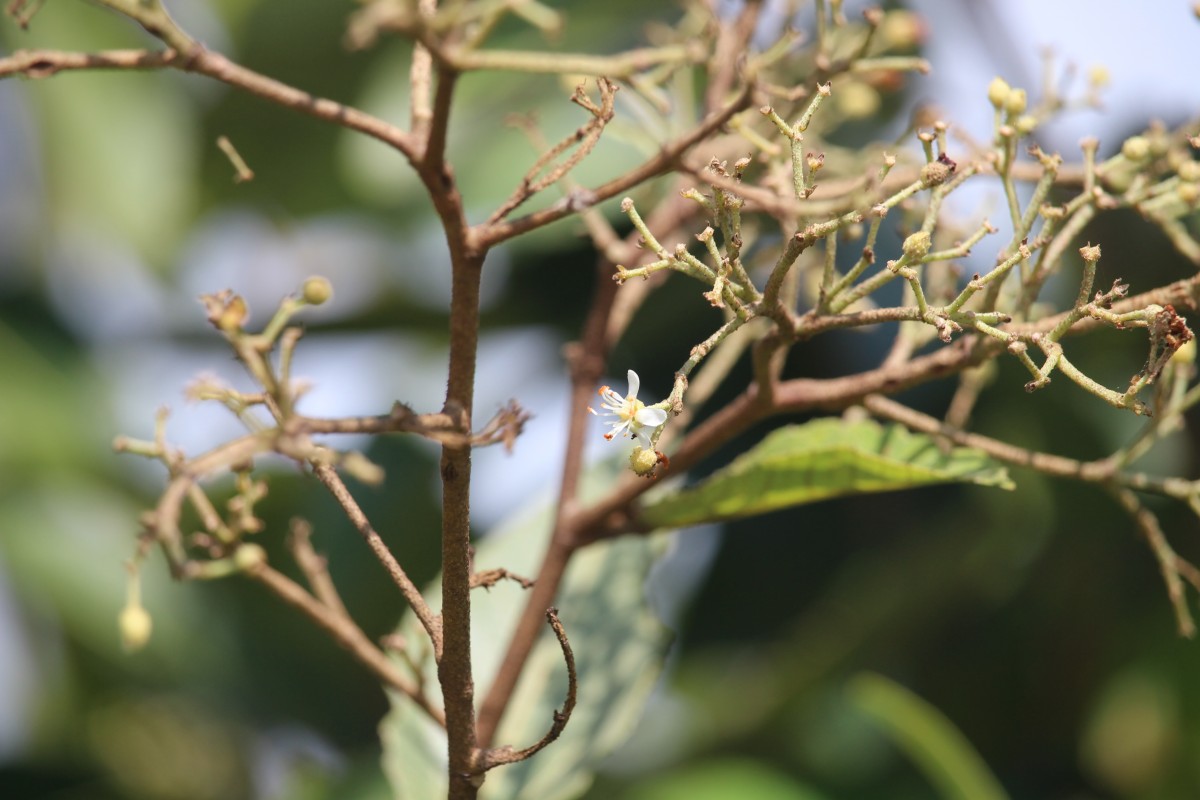 Pityranthe verrucosa Thwaites